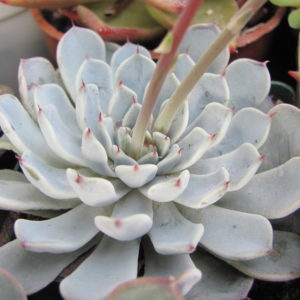 Echeveria    zaragoza    hybr.