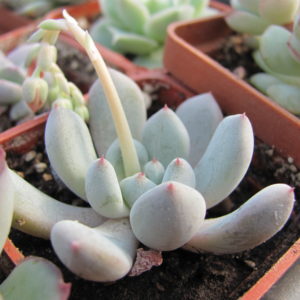 Echeveria   Viant