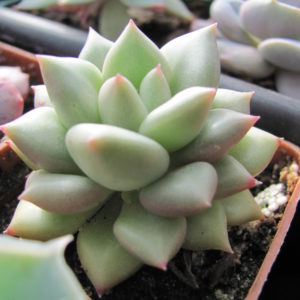Echeveria   Van Keppel