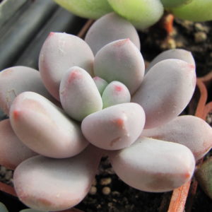 Pachyphytum  oviferum   hybr.     #100