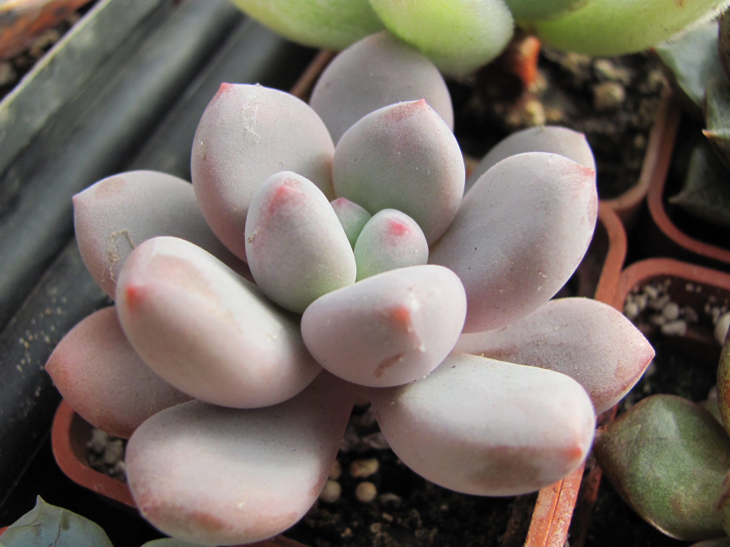 Pachyphytum  oviferum   hybr.     #100