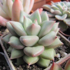 Echeveria  Van  Keppel