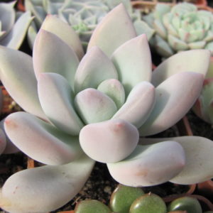 Pachyveria   Opalina