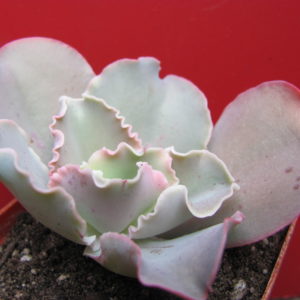 Echeveria  Blue  Giant
