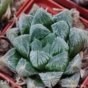 seeds насіння haworthia cooperi venusta