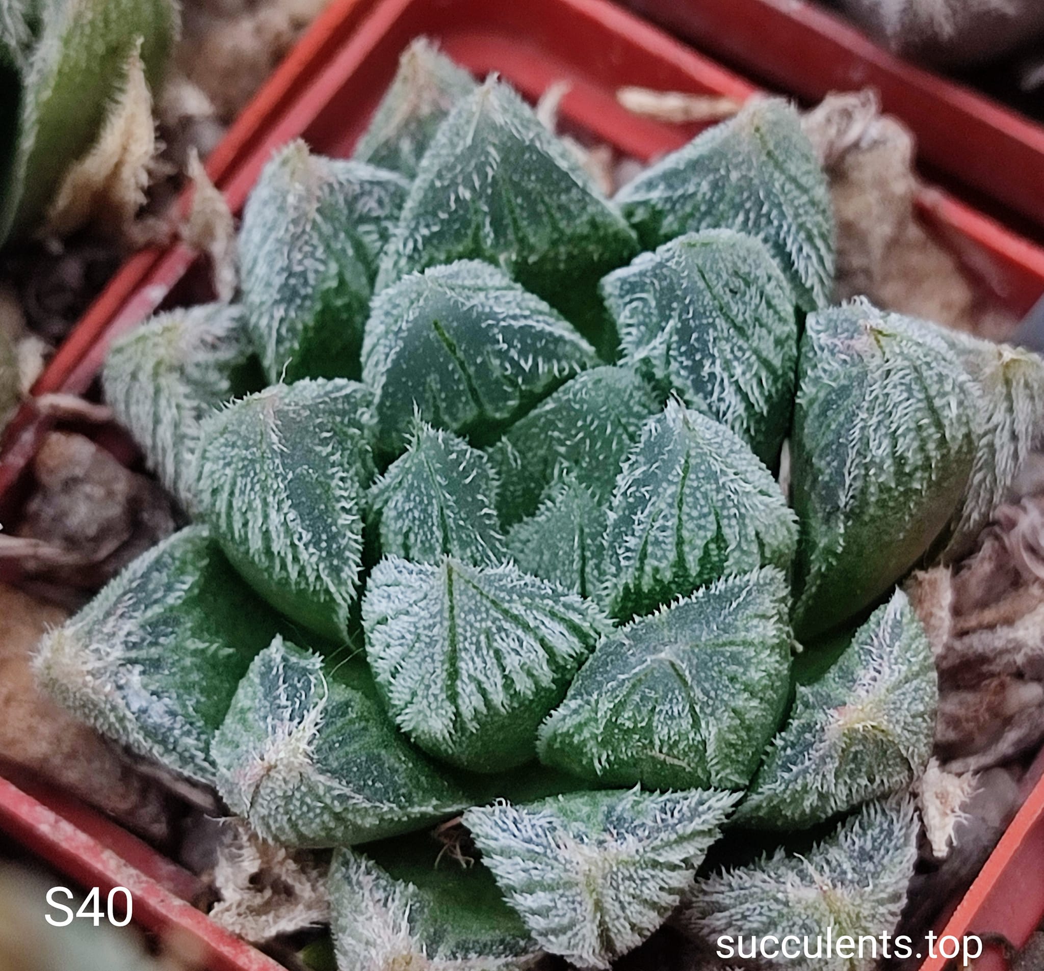 seeds насіння haworthia cooperi venusta