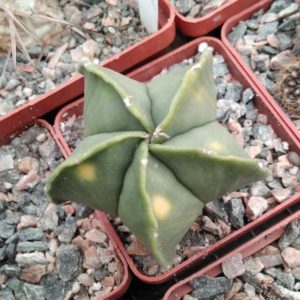 Astrophytum myr. v. nudum f. variegata -s
