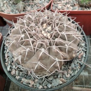 Gymnocalycium riojense v. paucispinum -s
