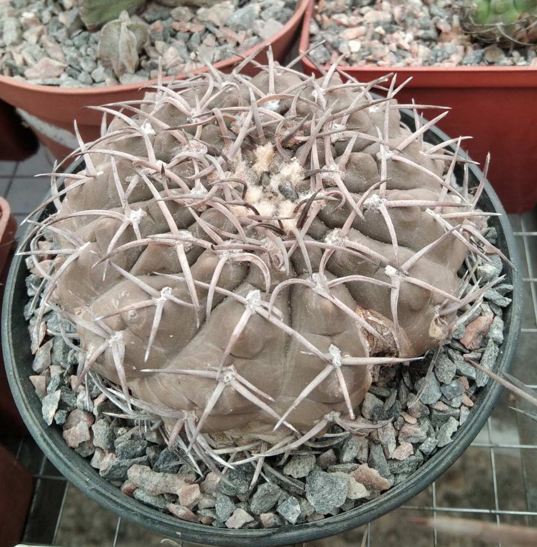 Gymnocalycium riojense v. paucispinum -s