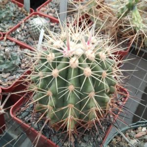 Ferocactus pottsii -s