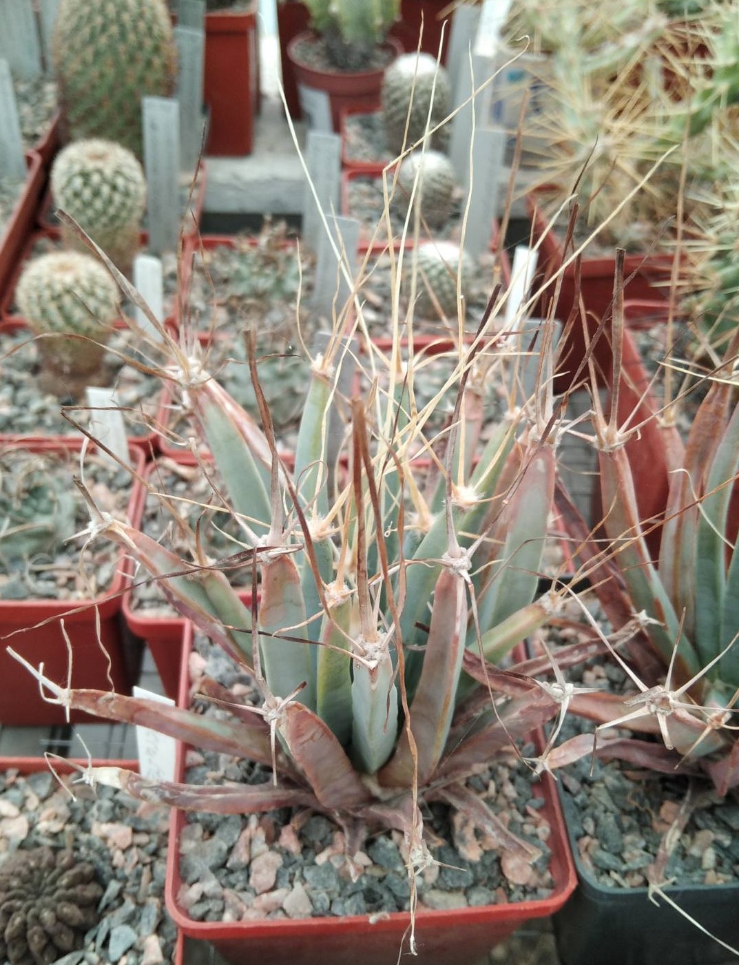 Leichtenbergia principis -s