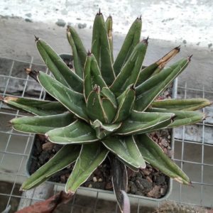 Agave victoriae-reginae -compact form-