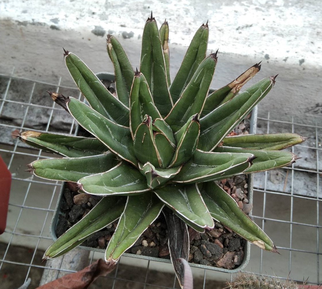 Agave victoriae-reginae -compact form-