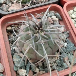 Gymn. spegazzinii -"black form"-