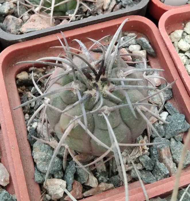 Gymn. spegazzinii -"black form"-