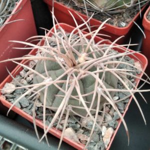 Gymnocalycium cardenasianum -s