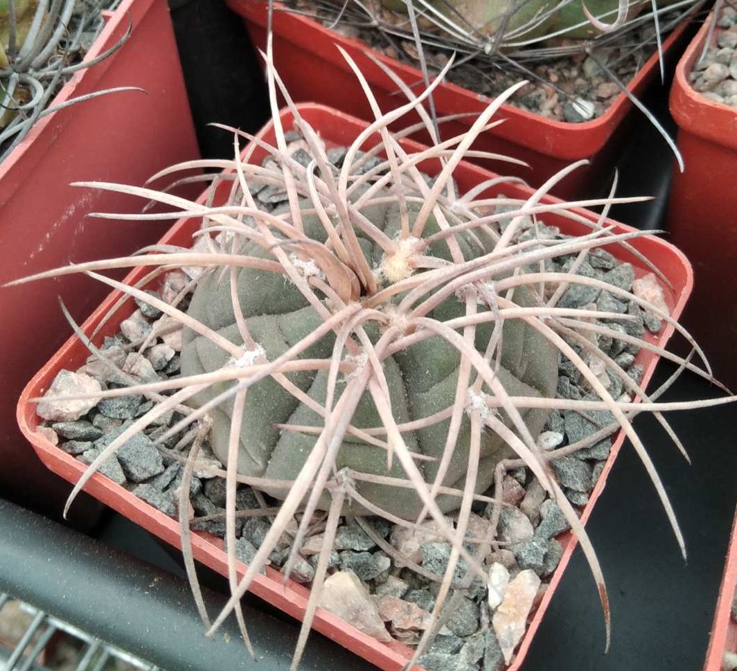 Gymnocalycium cardenasianum -s