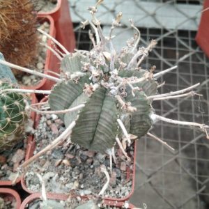 Euphorbia obesa x valida