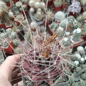 Ferocactus longihamatus -s