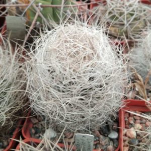 Neoporteria senilis -s