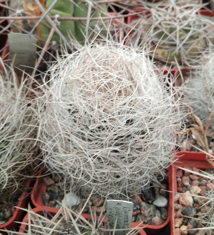 Neoporteria senilis -s