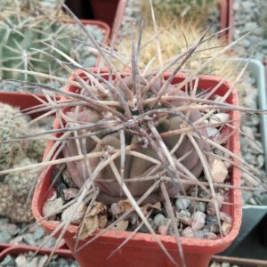 Gymn. spegazzinii v. horizontalonius -s