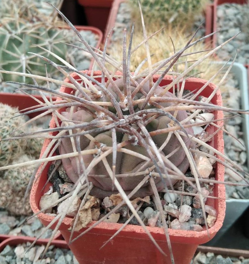 Gymn. spegazzinii v. horizontalonius -s