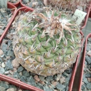 Тurbinicarpus spec. Negrito -