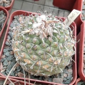 Тurbinicarpus spec. Negrito -