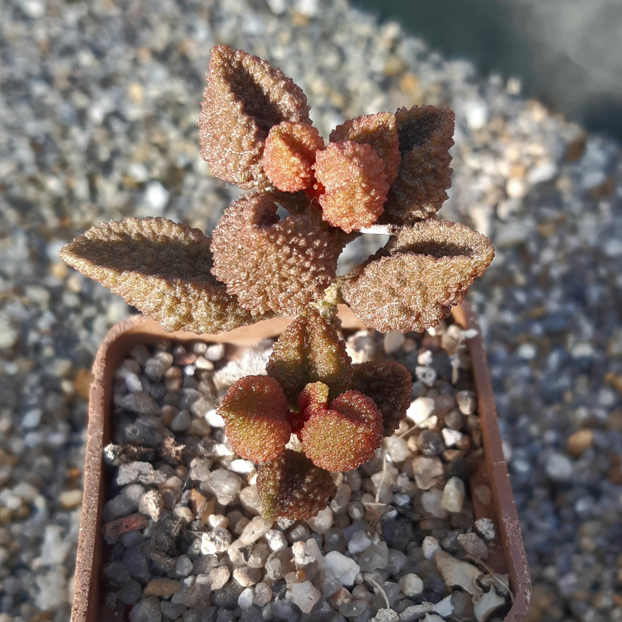 Adromischus marianiae 'herrei' Breekriet