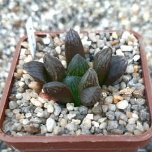 Haworthia obtusa 'OB-1' x 'Watermelon'