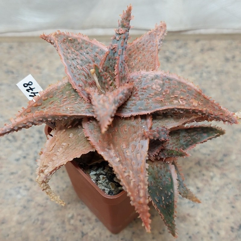 478 Aloe 'Viper' hybrid