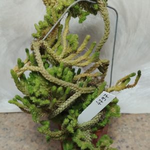 4797 Crassula muscosa f. cristata