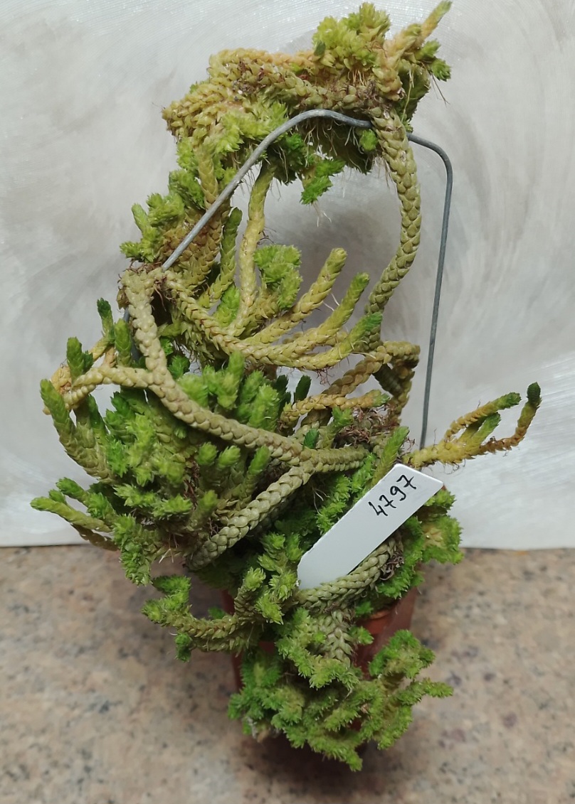 4797 Crassula muscosa f. cristata