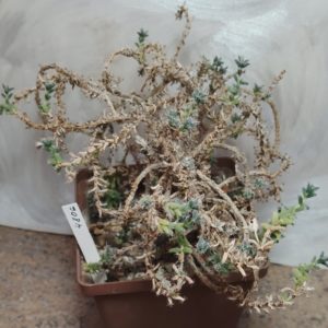 4806 Trichodiadema bulbosum весь горшик