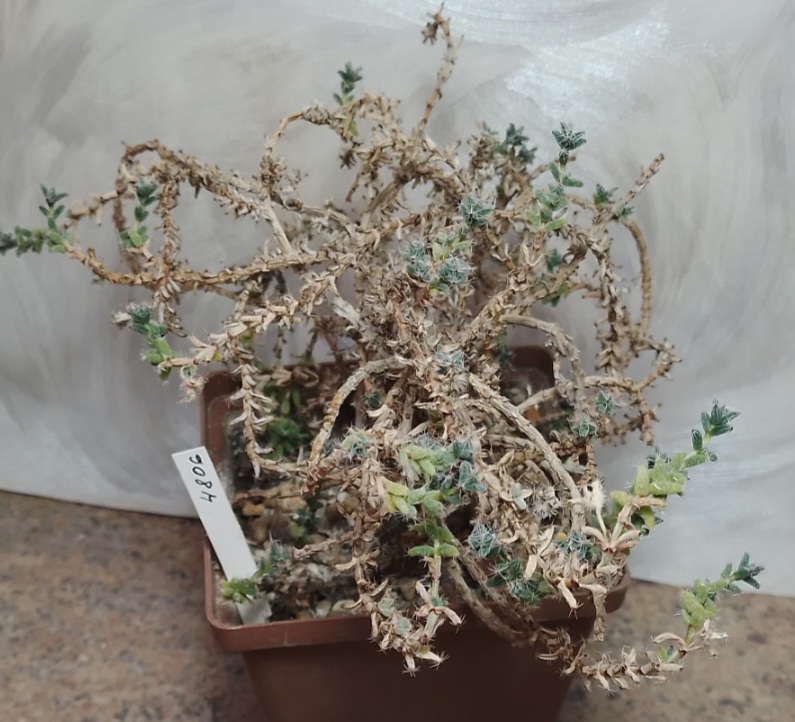 4806 Trichodiadema bulbosum весь горшик