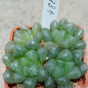 4816 Haworthia cooperi v.truncata весь горшик сіянці