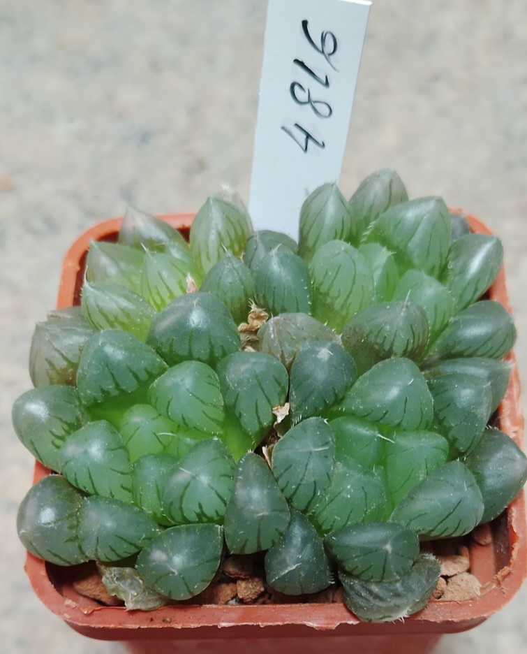 4816 Haworthia cooperi v.truncata весь горшик сіянці