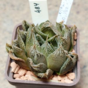 484 Haworthia 'Gorbi' x 'Yulia'