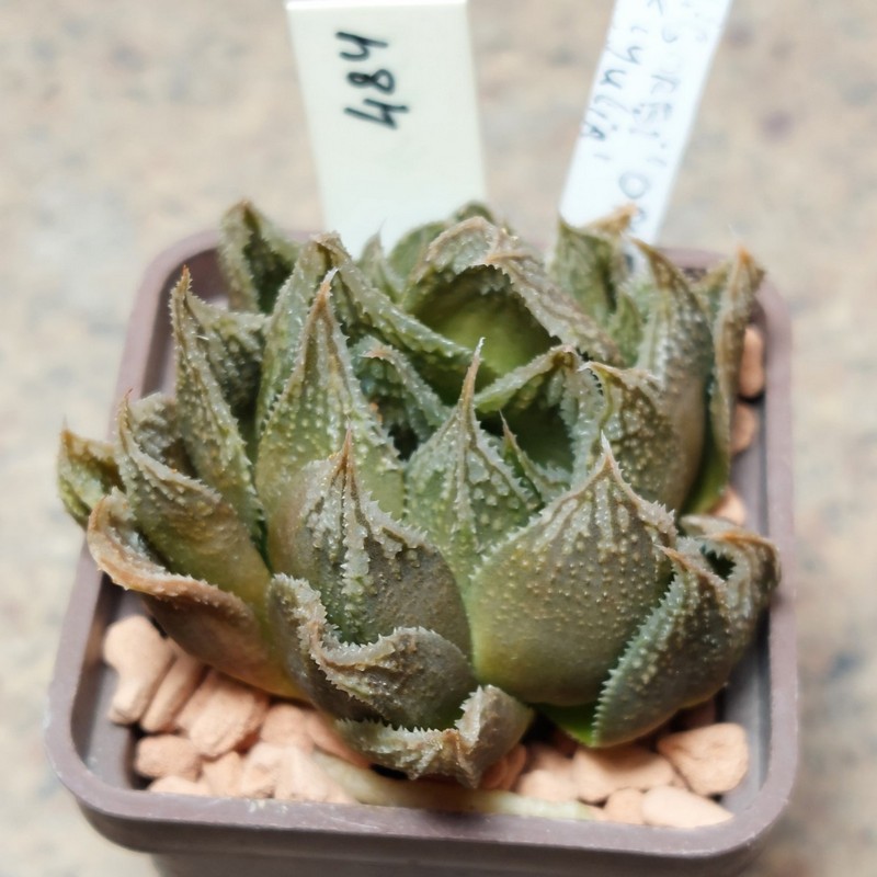 484 Haworthia 'Gorbi' x 'Yulia'