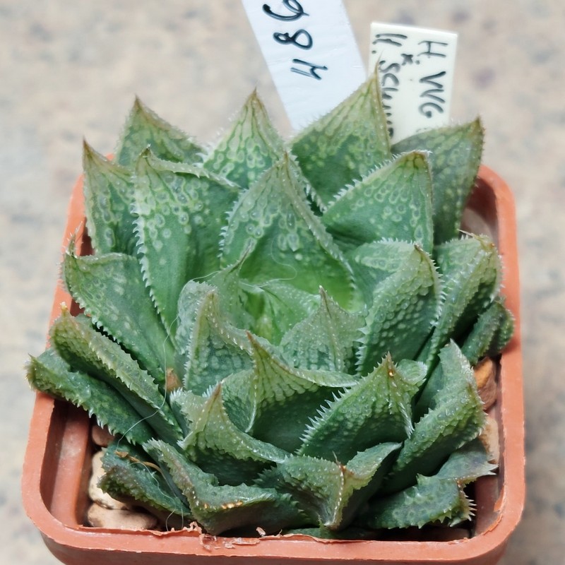 486 Haworthia VVG1 x VVG12 x schultiana x retusa x comptoniana