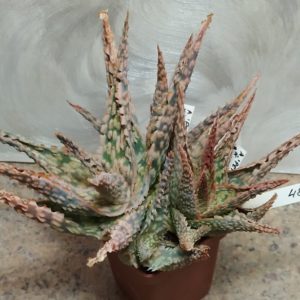 4868 Aloe 'Pepermin' x 'Vito' x 'Sunrise' весь горшик , сіянці