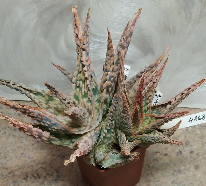 4868 Aloe 'Pepermin' x 'Vito' x 'Sunrise' весь горшик , сіянці
