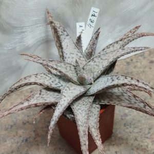 4871 Aloe hybrid
