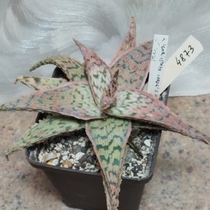 4873 Aloe hybrid