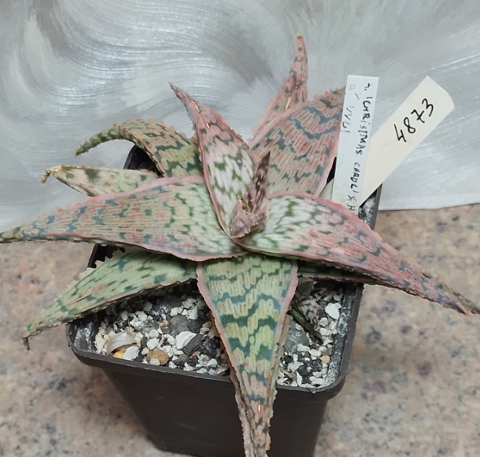 4873 Aloe hybrid