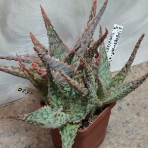 4880 Aloe 'Pepermin' x 'Vito' x 'Sunrise'  весь горшик