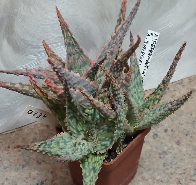 4880 Aloe 'Pepermin' x 'Vito' x 'Sunrise'  весь горшик