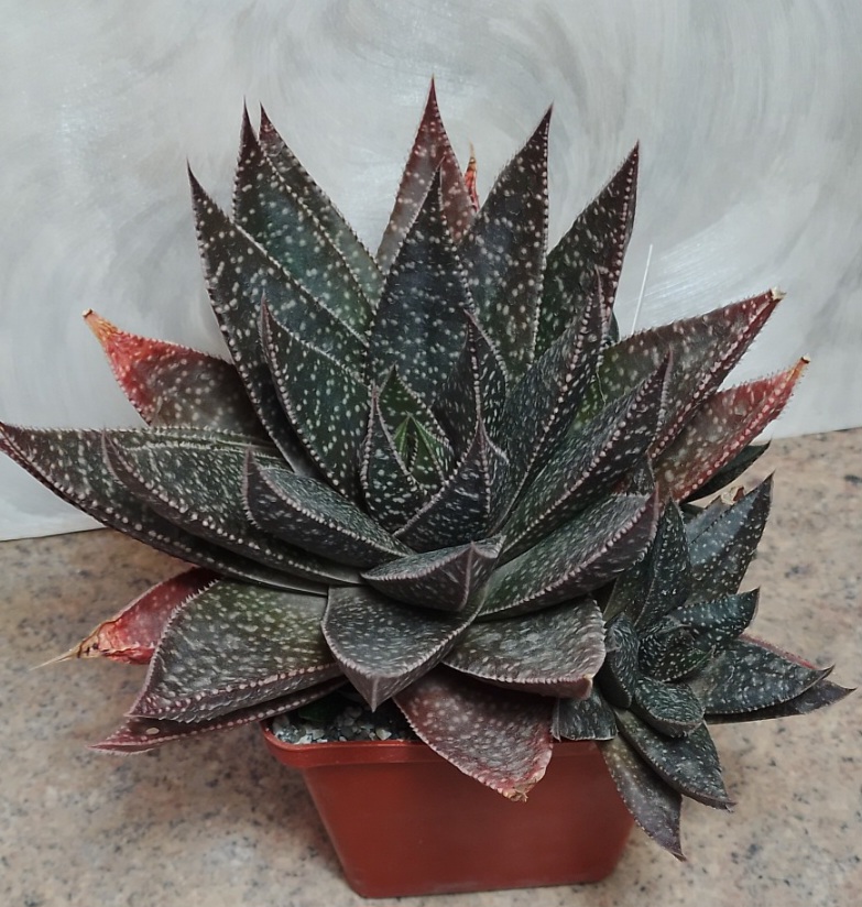 4884 Gasteraloe 'Royal Princes' велика рослина