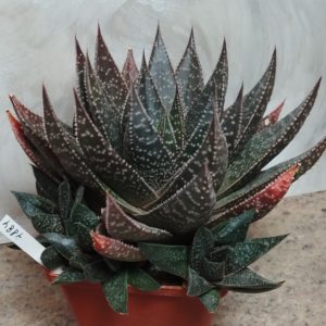 4884 Gasteraloe 'Royal Princes' маленька рослина
